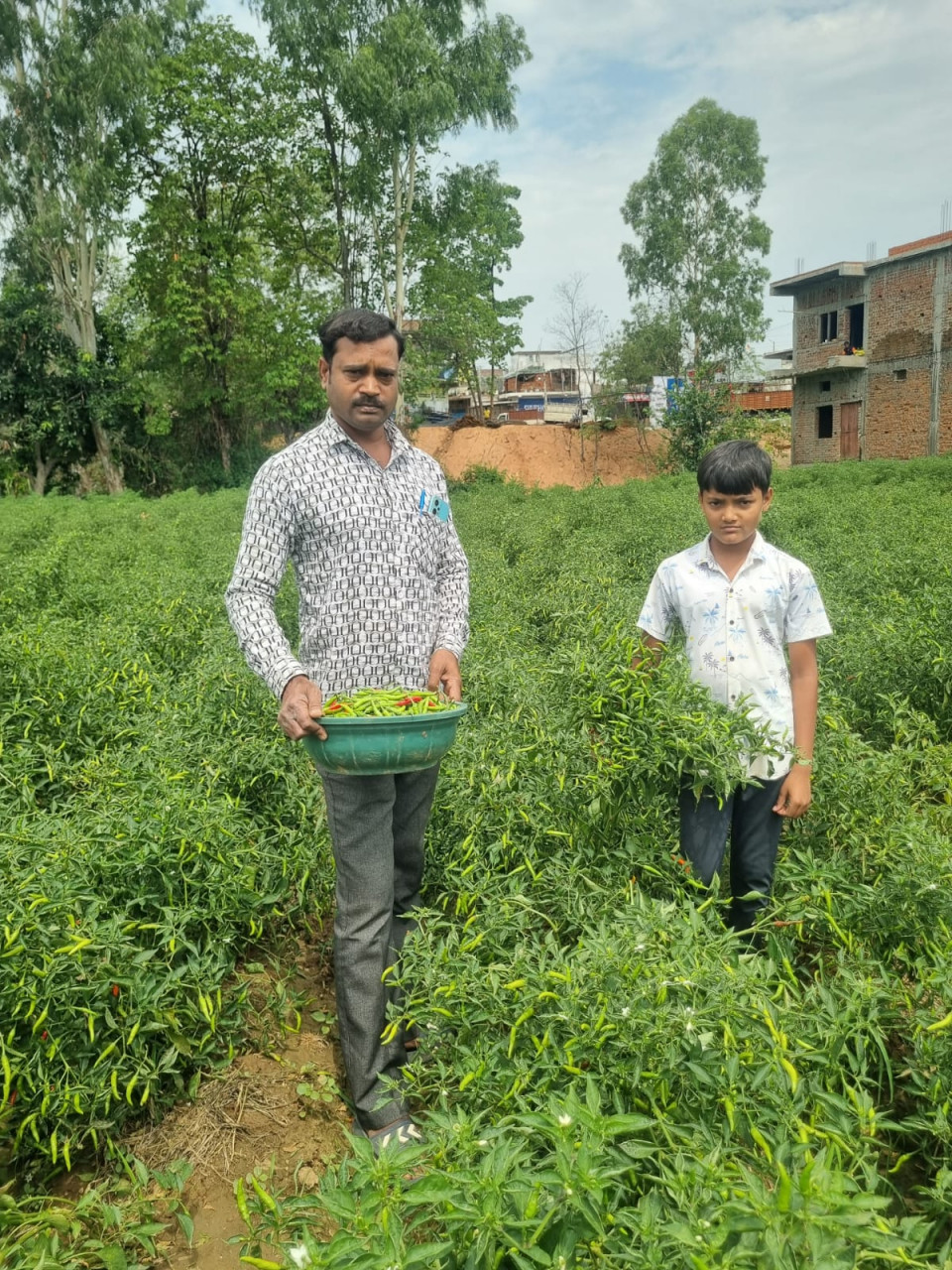 बिना केमिकल, बंपर मुनाफाः डोलनारायण की जैविक मिर्च ने बाजार में मचाई धूम…..