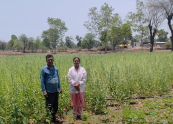 पहली बार बोई ग्रीष्मकालीन तिल की फसल बनी लाभ का सौदा, 