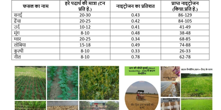 अधिक वर्षा की स्थिति में किसान लेही पद्दति से धान की करें बुआई