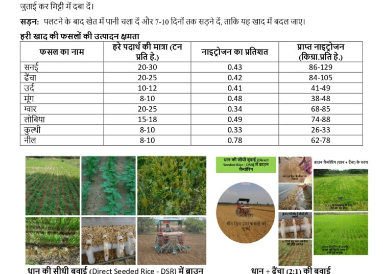 अधिक वर्षा की स्थिति में किसान लेही पद्दति से धान की करें बुआई