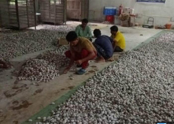 रायपुर : विशेष लेख : वनांचल में रेशम की चमक