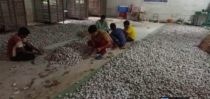 रायपुर : विशेष लेख : वनांचल में रेशम की चमक