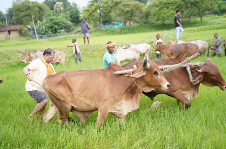 अपनी माटी और खेती-किसानी से मुख्यमंत्री श्री विष्णु देव साय का आत्मीय जुड़ाव