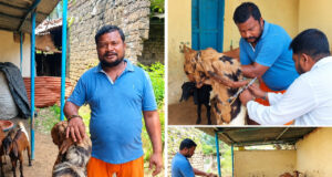 रायपुर : 1-2 बकरियों से शुरू किया सफर, बकरी पालन से अब तक 5-6 लाख रुपये की शुद्ध कमाई