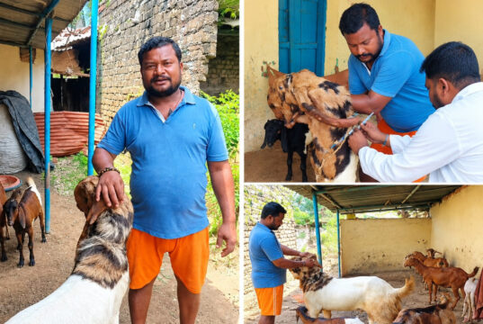 रायपुर : 1-2 बकरियों से शुरू किया सफर, बकरी पालन से अब तक 5-6 लाख रुपये की शुद्ध कमाई