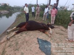 वारासिवनी में नहर से मिले दो नर गौर के शव