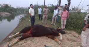 वारासिवनी में नहर से मिले दो नर गौर के शव