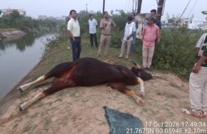 वारासिवनी में नहर से मिले दो नर गौर के शव