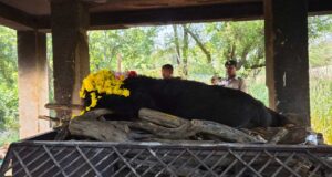 नंदनवन जू एवं जंगल सफारी में 25 वर्षीय मादा हिमालयन भालू ‘फफोरी’ की मौत